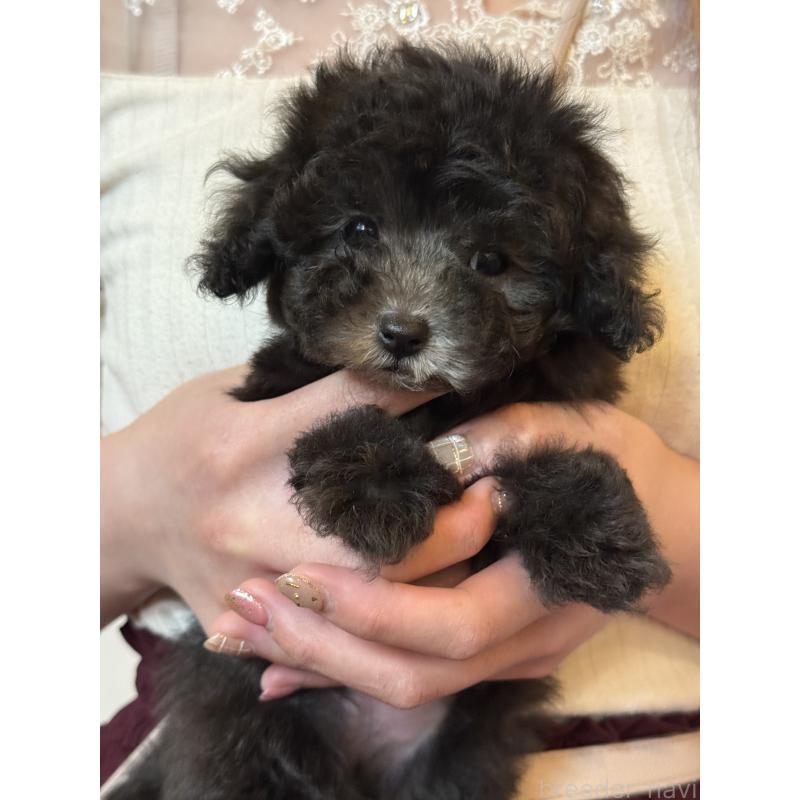 成約済の大阪府のティーカッププードル-428099の5枚目