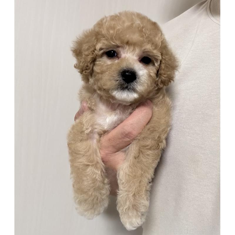 販売中の埼玉県のビションプー:ビションフリーゼ×トイプードル-429434の1枚目