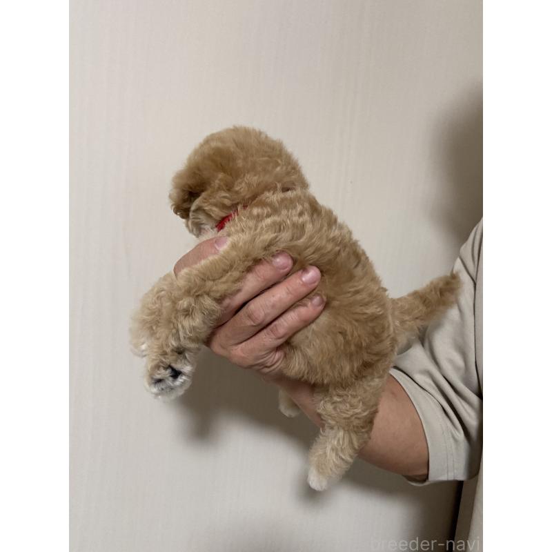 販売中の埼玉県のビションプー:ビションフリーゼ×トイプードル-429434の2枚目