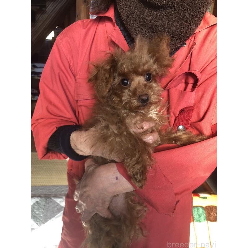 販売中の兵庫県のトイプードル-413442の10枚目