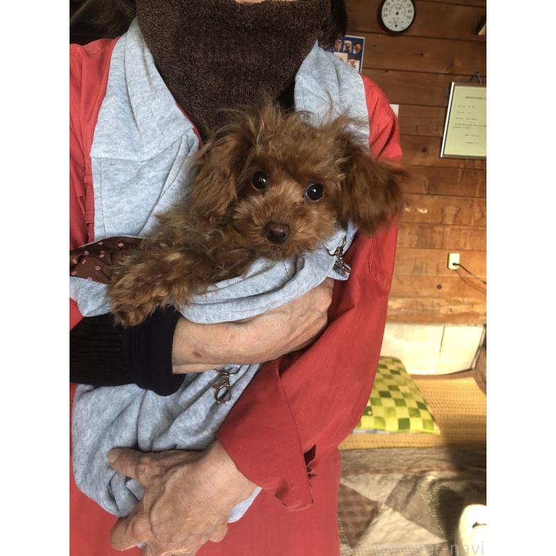 販売中の兵庫県のトイプードル-413442