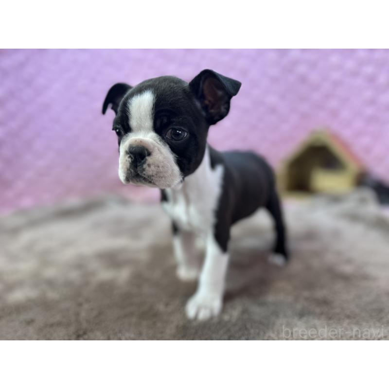 販売中の茨城県のボストンテリア-429436の12枚目