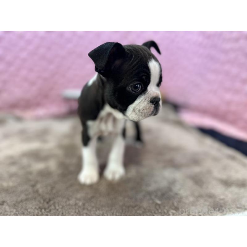 販売中の茨城県のボストンテリア-429436の11枚目