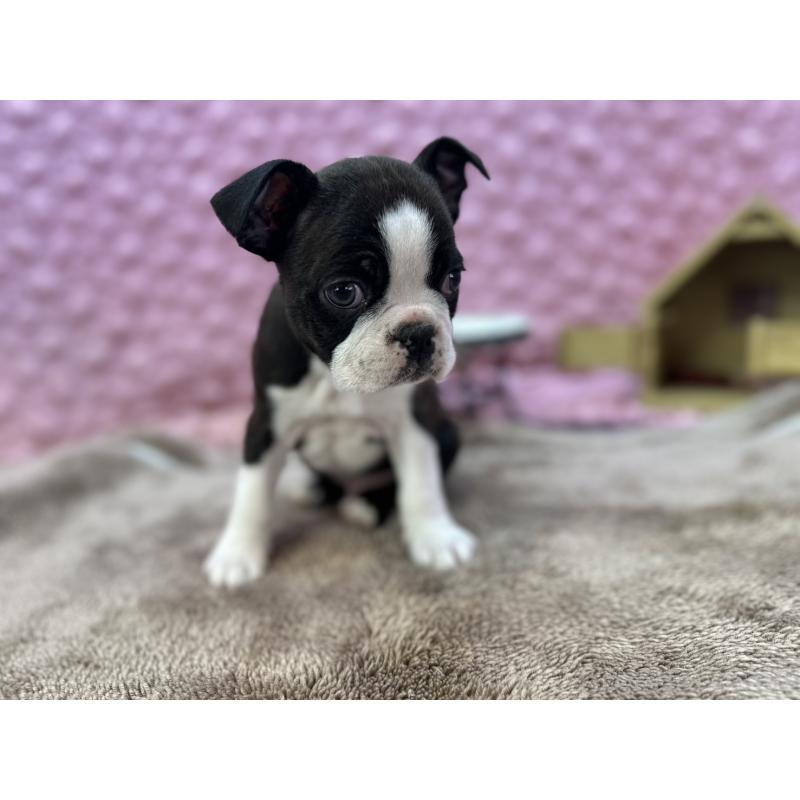 販売中の茨城県のボストンテリア-429436の10枚目