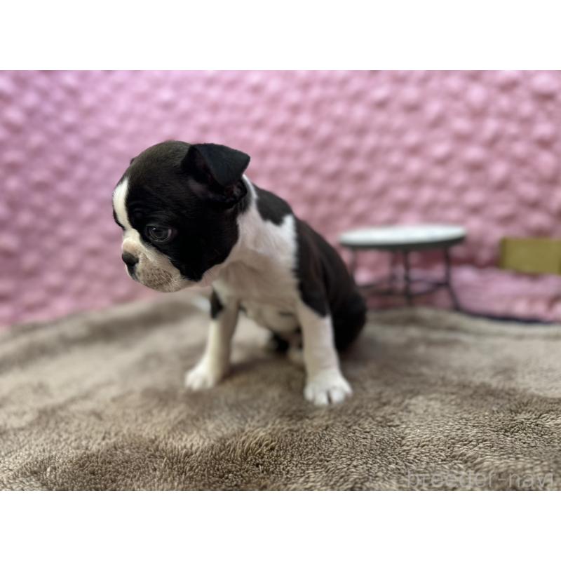 販売中の茨城県のボストンテリア-429436の9枚目