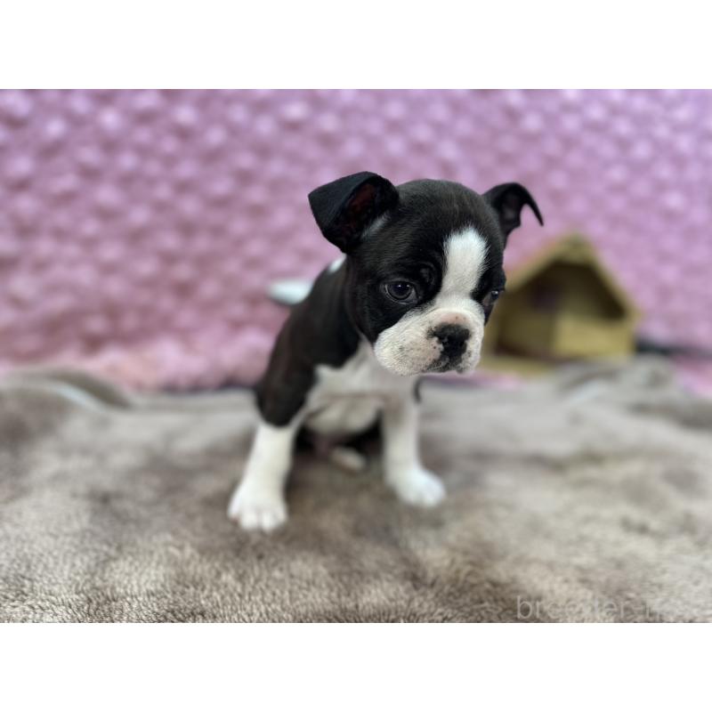 販売中の茨城県のボストンテリア-429436の8枚目