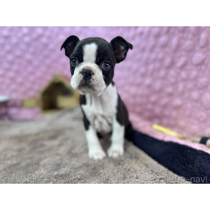 販売中の茨城県のボストンテリア-429436の7枚目