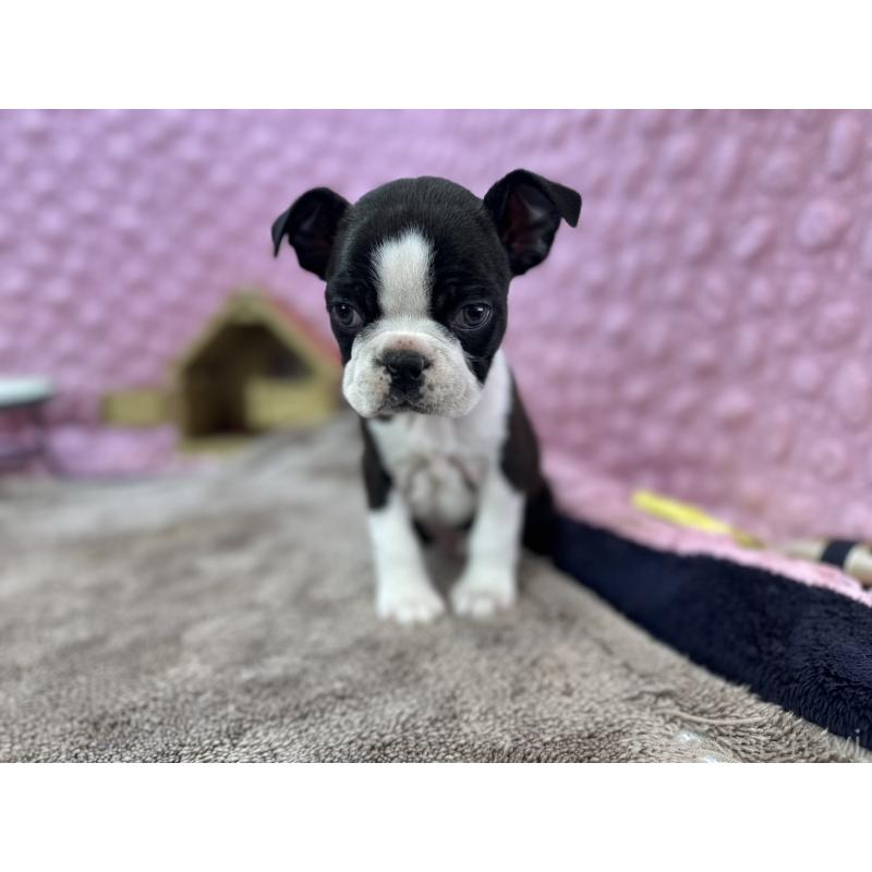 販売中の茨城県のボストンテリア-429436の5枚目