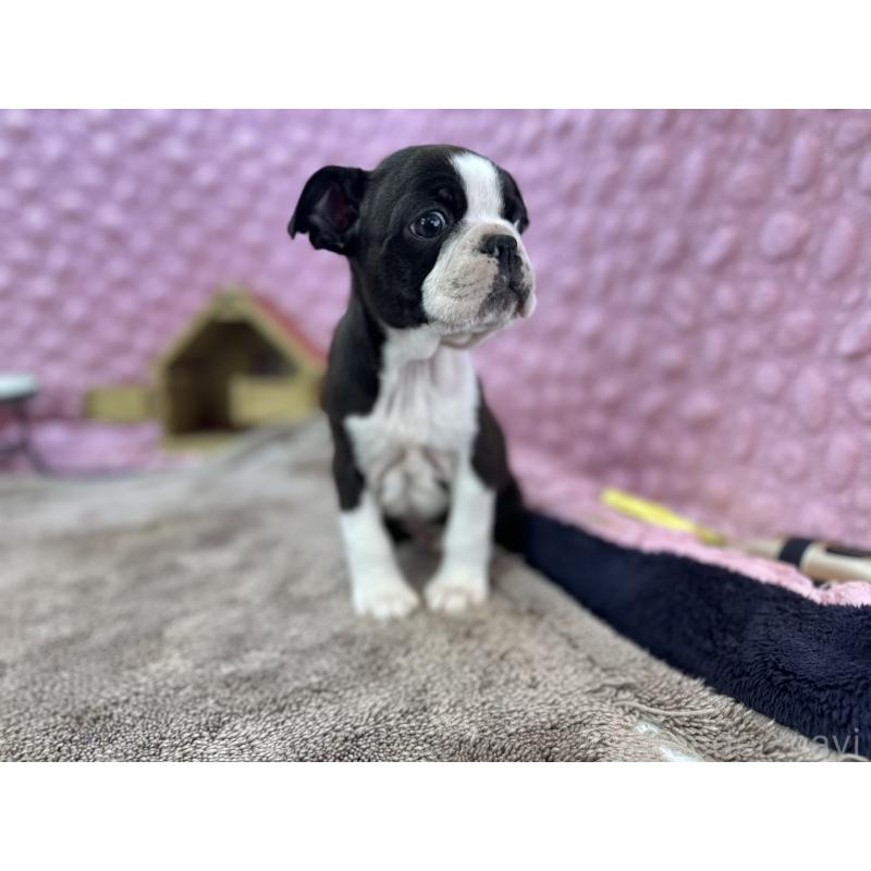 販売中の茨城県のボストンテリア-429436の6枚目