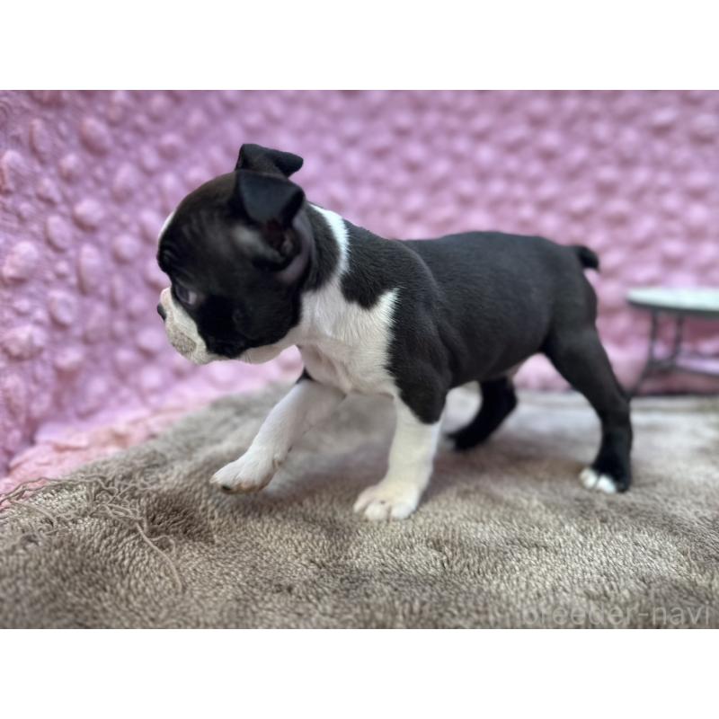 販売中の茨城県のボストンテリア-429436の3枚目