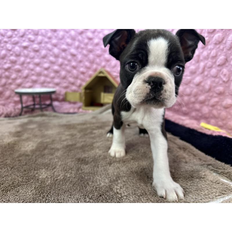 販売中の茨城県のボストンテリア-429436の2枚目