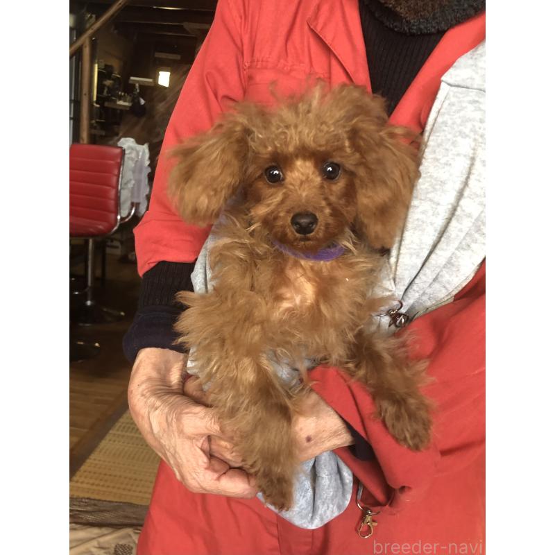 販売中の兵庫県のトイプードル-413437の12枚目