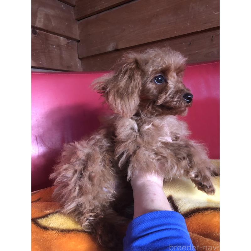 販売中の兵庫県のトイプードル-413437の11枚目