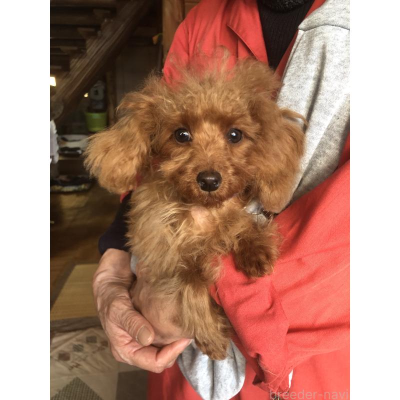 販売中の兵庫県のトイプードル-413437