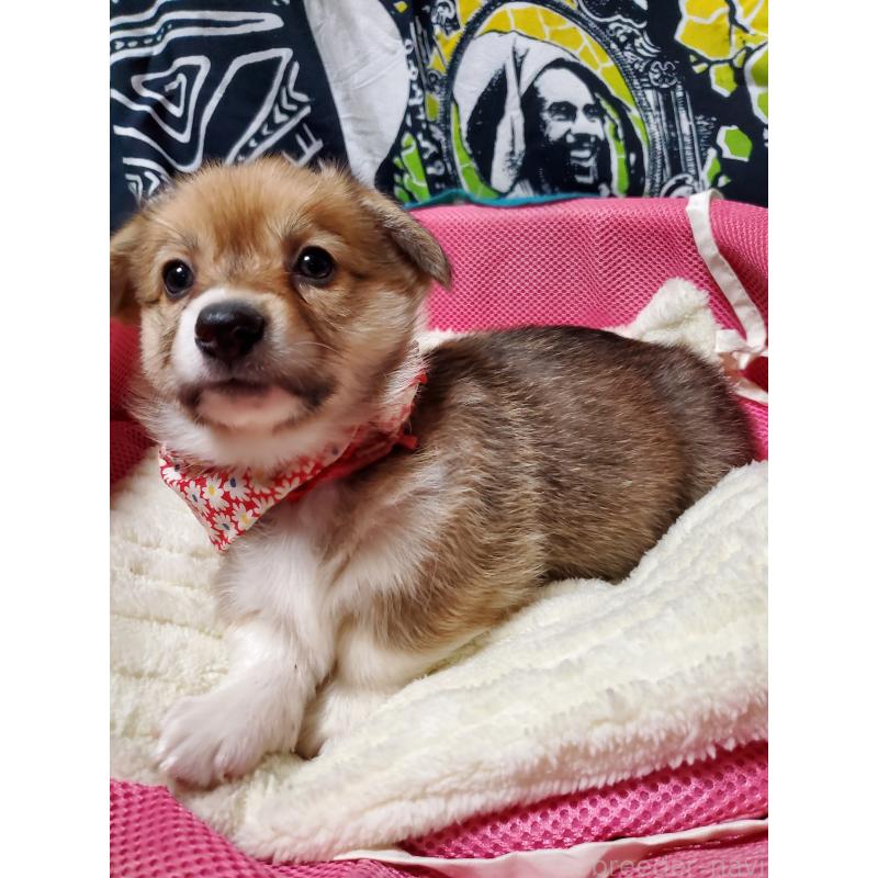 販売中の岩手県のウェルシュコーギーペンブローク-429438の5枚目