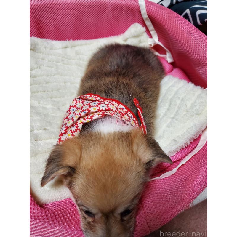 販売中の岩手県のウェルシュコーギーペンブローク-429438の4枚目