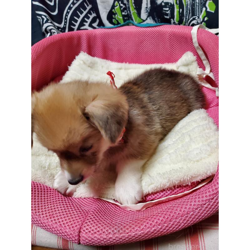 販売中の岩手県のウェルシュコーギーペンブローク-429438の3枚目