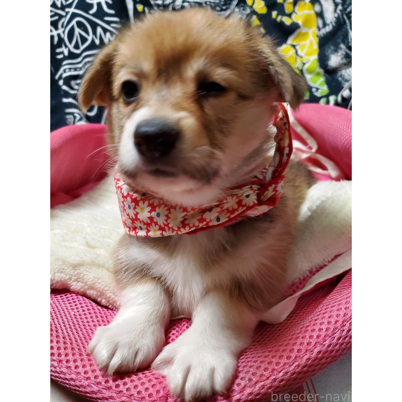 販売中の岩手県のウェルシュコーギーペンブローク-429438の2枚目