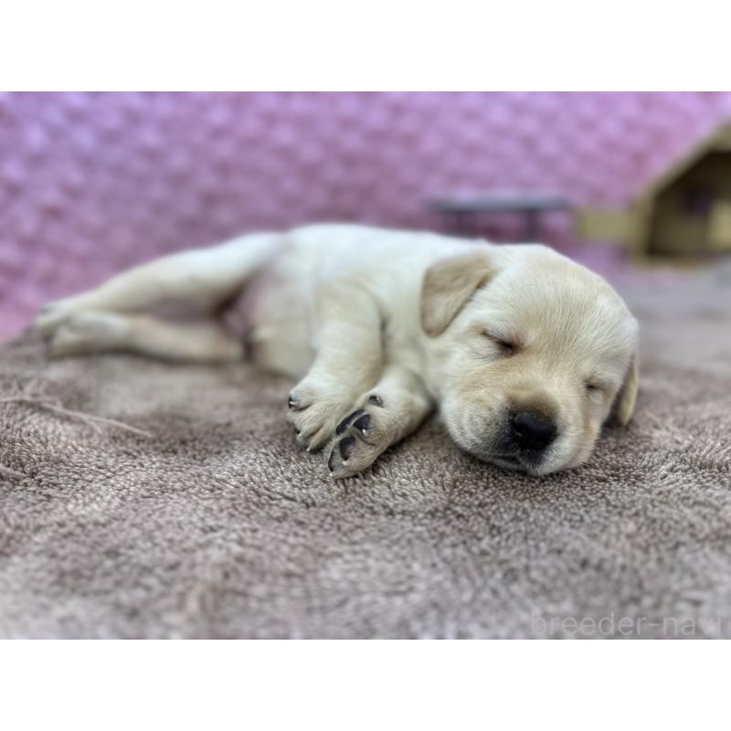 販売中の茨城県のラブラドールレトリーバー-429439の10枚目