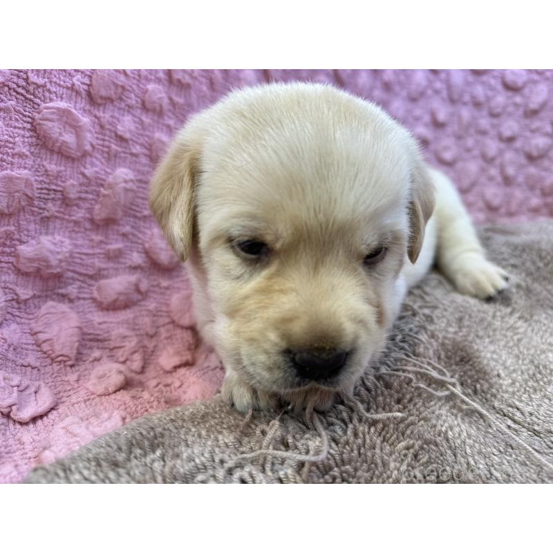 販売中の茨城県のラブラドールレトリーバー-429439の8枚目