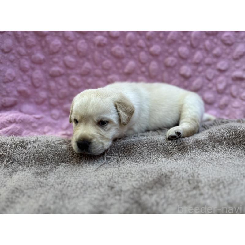 販売中の茨城県のラブラドールレトリーバー-429439の9枚目