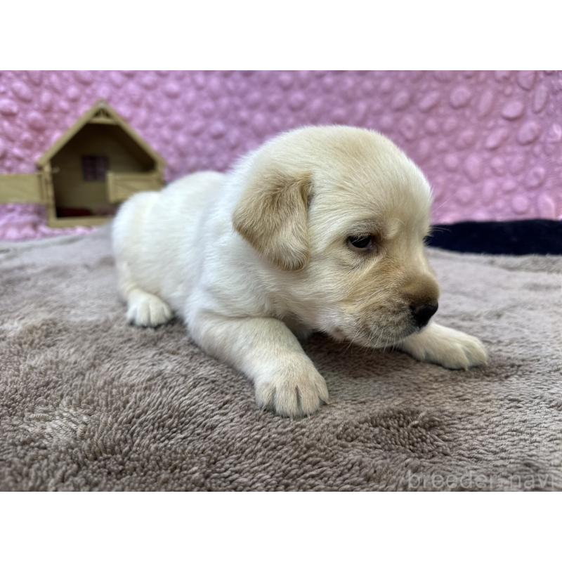 販売中の茨城県のラブラドールレトリーバー-429439の6枚目