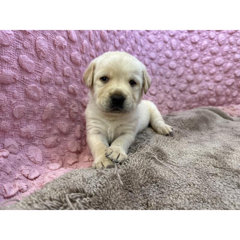 販売中の茨城県のラブラドールレトリーバー-429439の1枚目