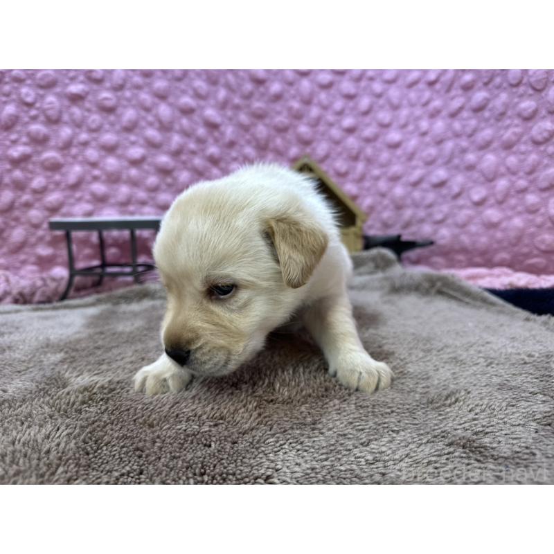 販売中の茨城県のラブラドールレトリーバー-429439の5枚目