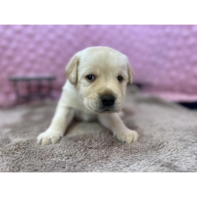 販売中の茨城県のラブラドールレトリーバー-429439の4枚目