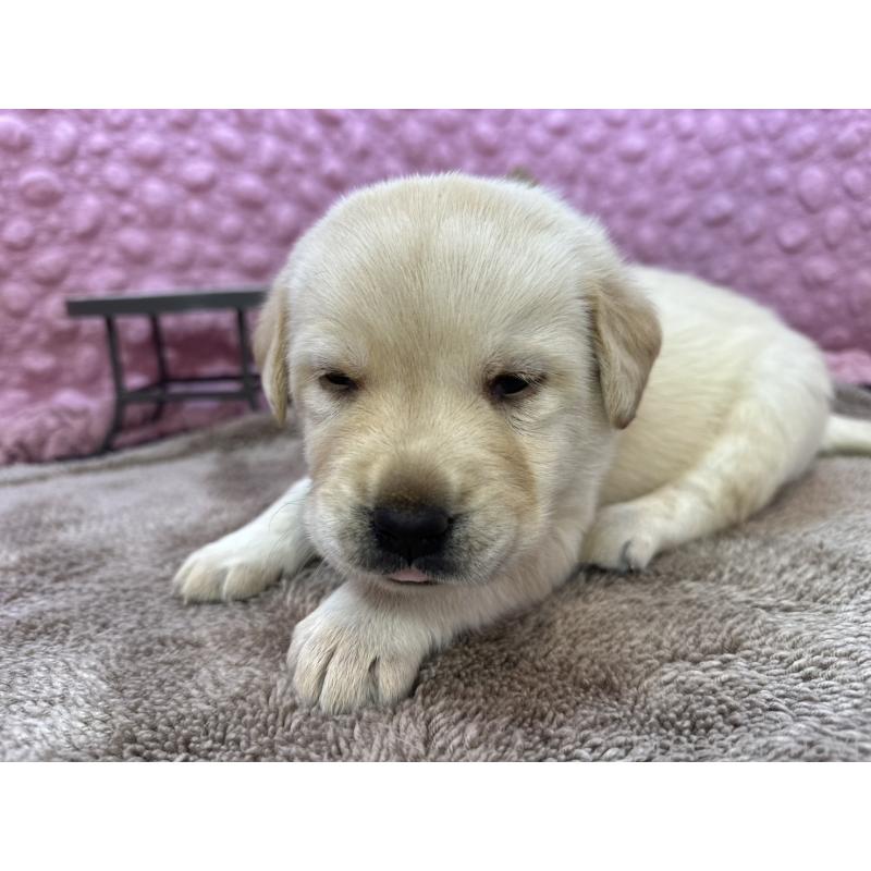 販売中の茨城県のラブラドールレトリーバー-429439の3枚目