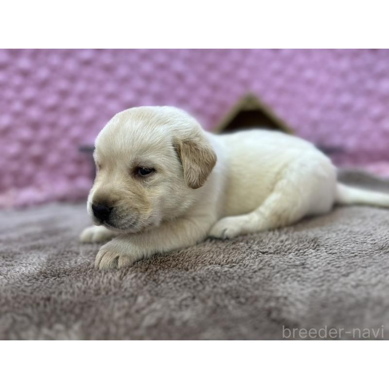 販売中の茨城県のラブラドールレトリーバー-429439の2枚目