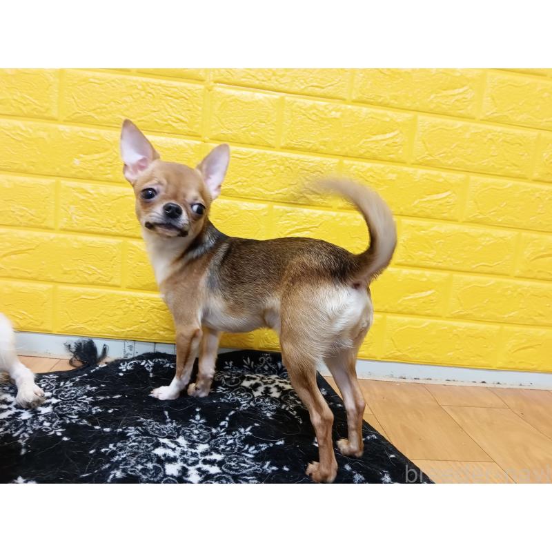 販売中の千葉県のチワワ(スムースコート)-379463の20枚目