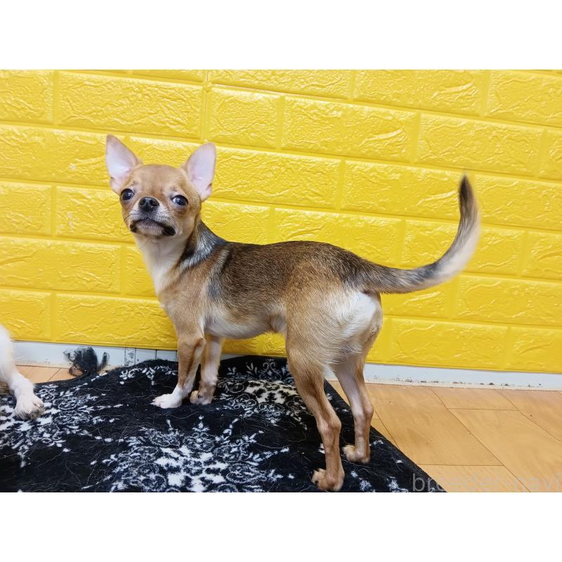 販売中の千葉県のチワワ(スムースコート)-379463の19枚目