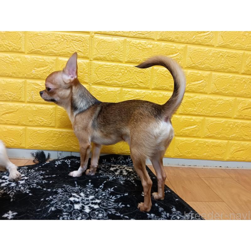 販売中の千葉県のチワワ(スムースコート)-379463の18枚目