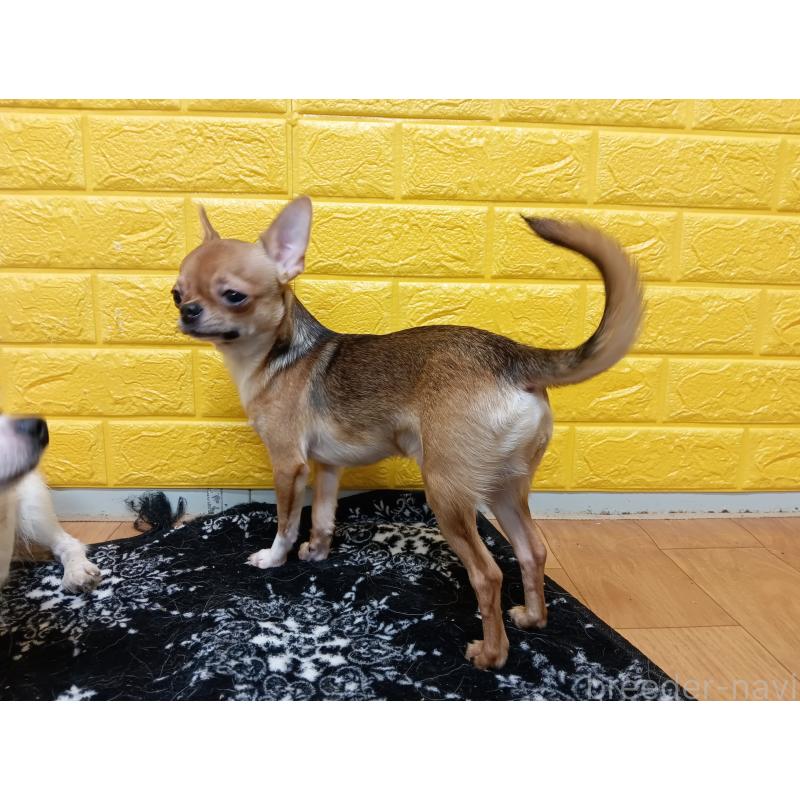 販売中の千葉県のチワワ(スムースコート)-379463の17枚目