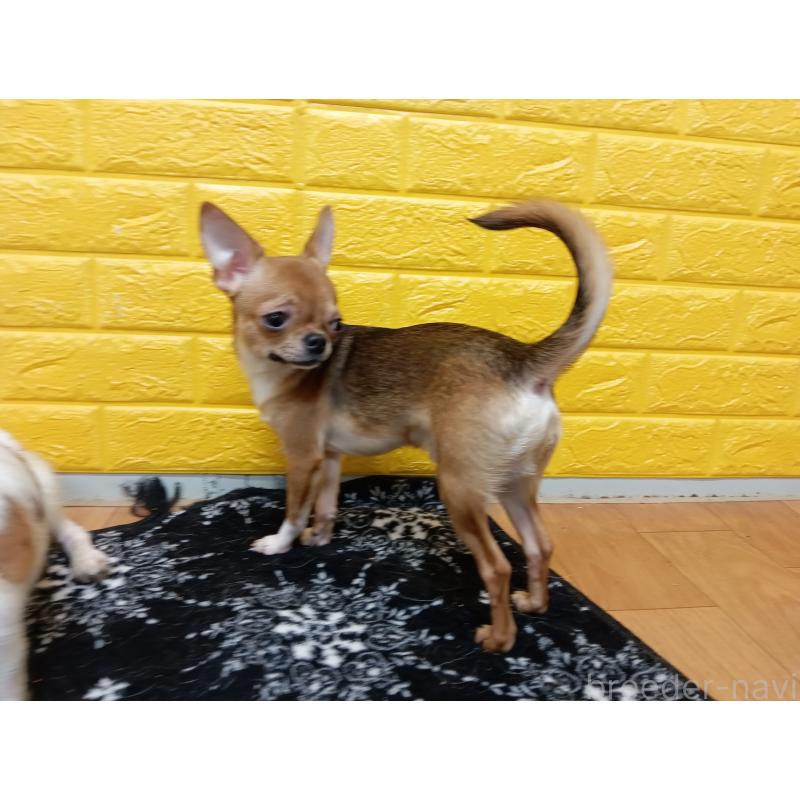 販売中の千葉県のチワワ(スムースコート)-379463の16枚目