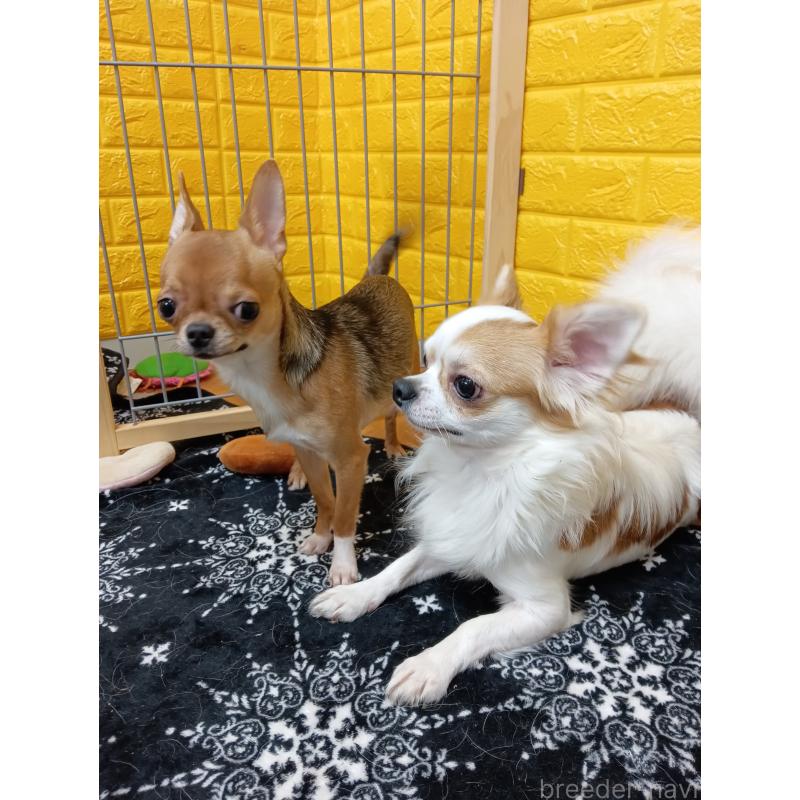 販売中の千葉県のチワワ(スムースコート)-379463の15枚目