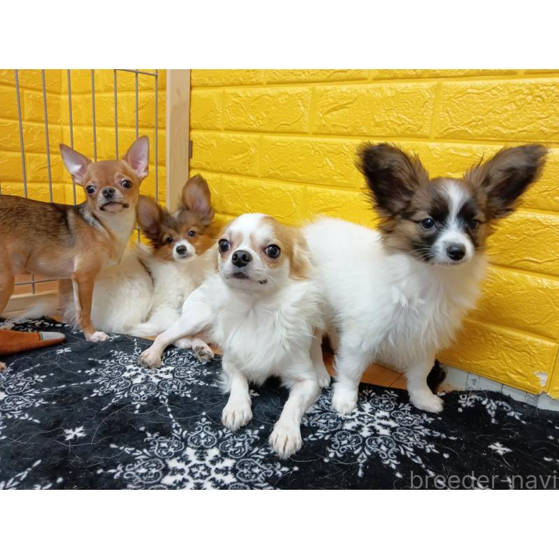 販売中の千葉県のチワワ(スムースコート)-379463の14枚目