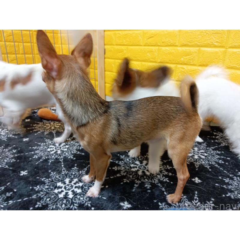 販売中の千葉県のチワワ(スムースコート)-379463の13枚目