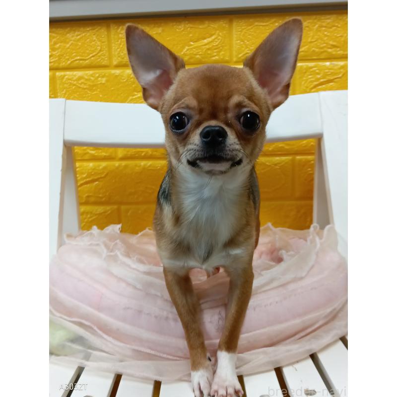 販売中の千葉県のチワワ(スムースコート)-379463の12枚目