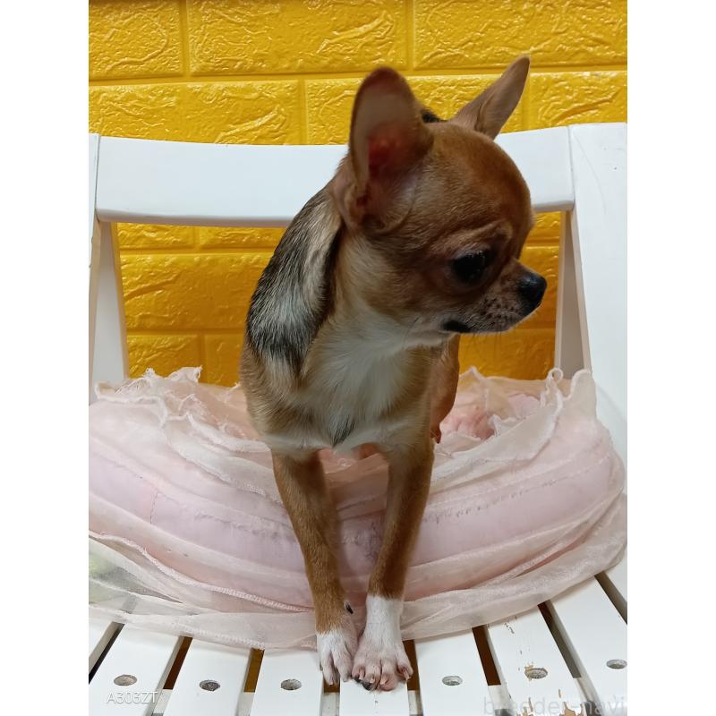 販売中の千葉県のチワワ(スムースコート)-379463の11枚目