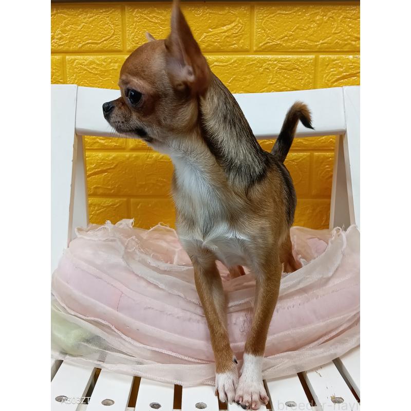 販売中の千葉県のチワワ(スムースコート)-379463の9枚目