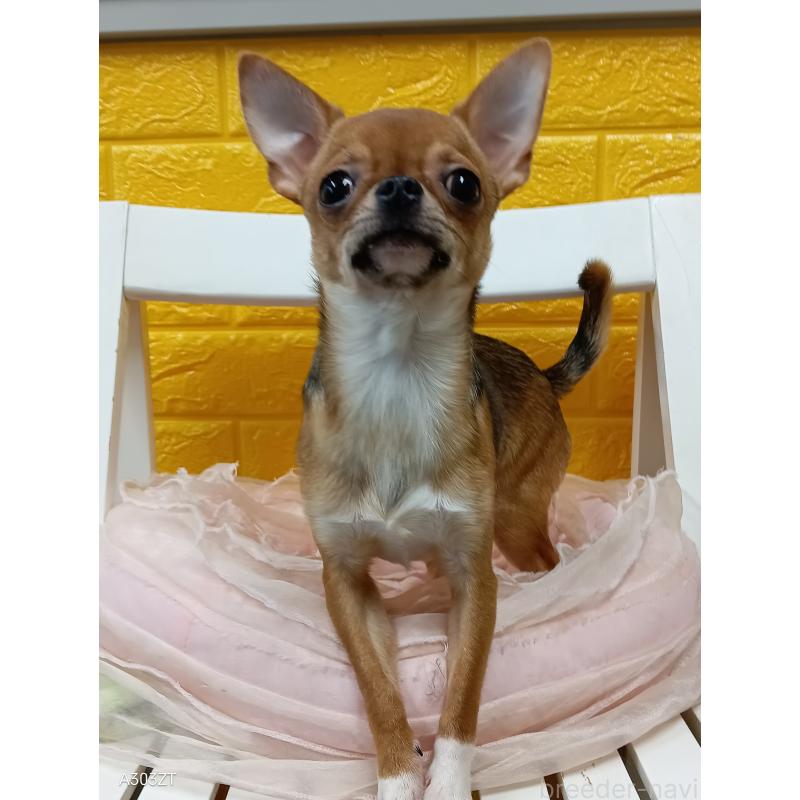 販売中の千葉県のチワワ(スムースコート)-379463の8枚目