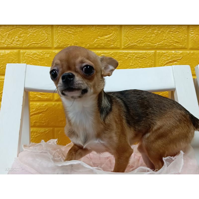 販売中の千葉県のチワワ(スムースコート)-379463の7枚目