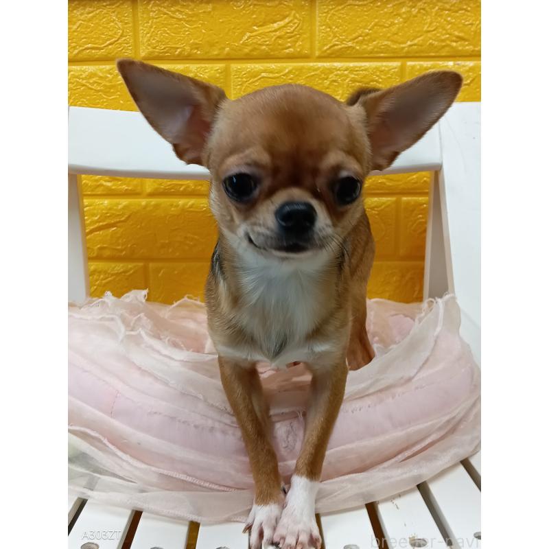 販売中の千葉県のチワワ(スムースコート)-379463の6枚目