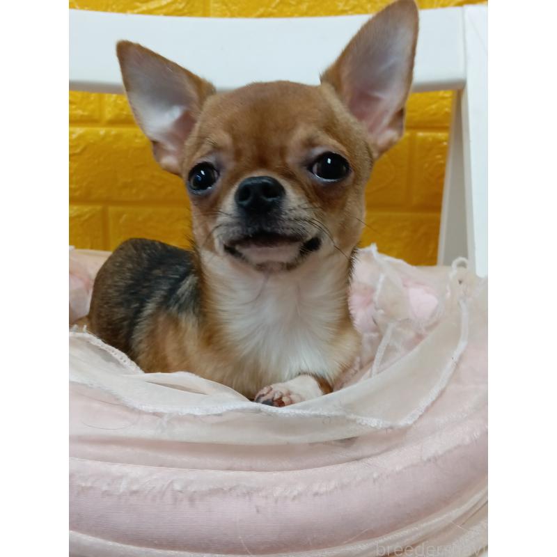 販売中の千葉県のチワワ(スムースコート)-379463の5枚目