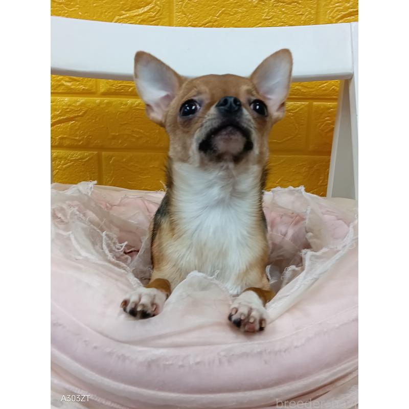 販売中の千葉県のチワワ(スムースコート)-379463の3枚目