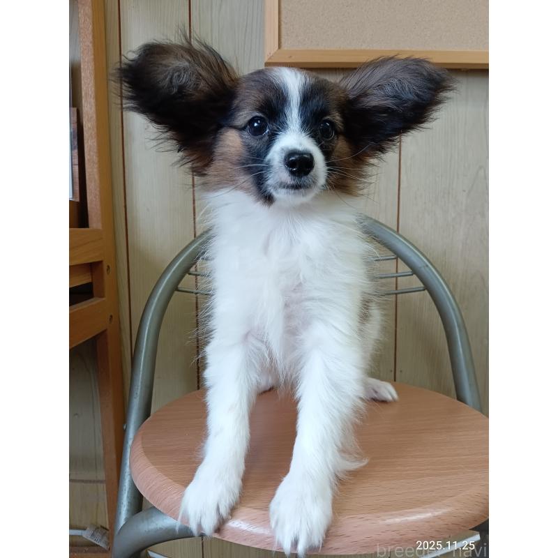 販売中の千葉県のパピヨン-411517の27枚目