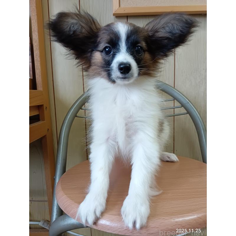 販売中の千葉県のパピヨン-411517の26枚目