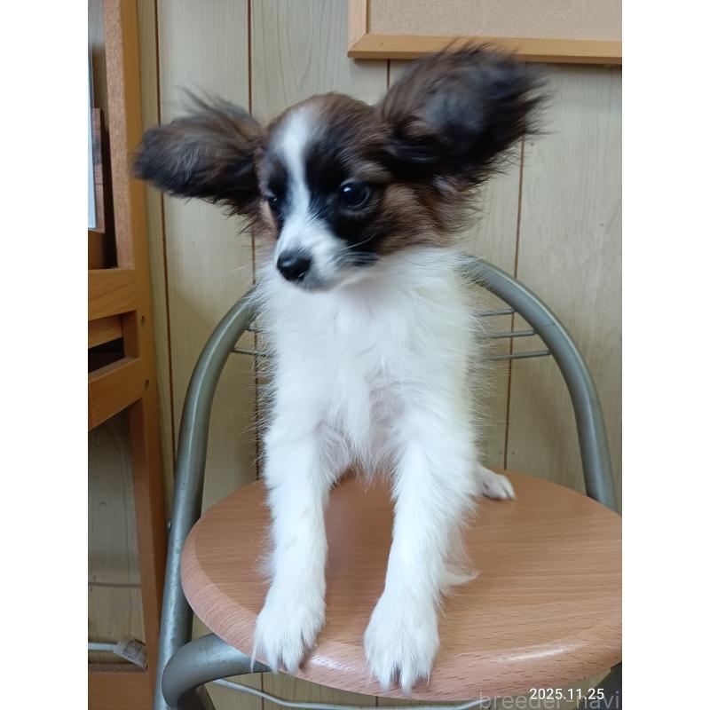 販売中の千葉県のパピヨン-411517の25枚目